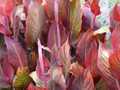 Canna lily leaves 2